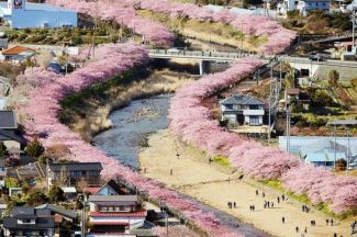 Hơn 8.000 cây anh đào nở rộ ở Kawazu Nhật Bản